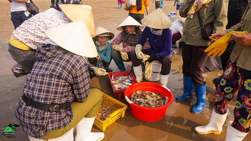 Chợ Hải Sản Hải Tiến có nhiều loại hải sản bán tươi sống vào buổi sáng